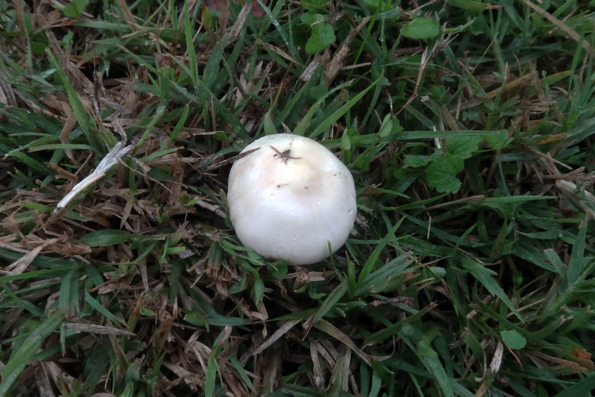 Leucoagaricus leucothites - 1 - IMG_5976